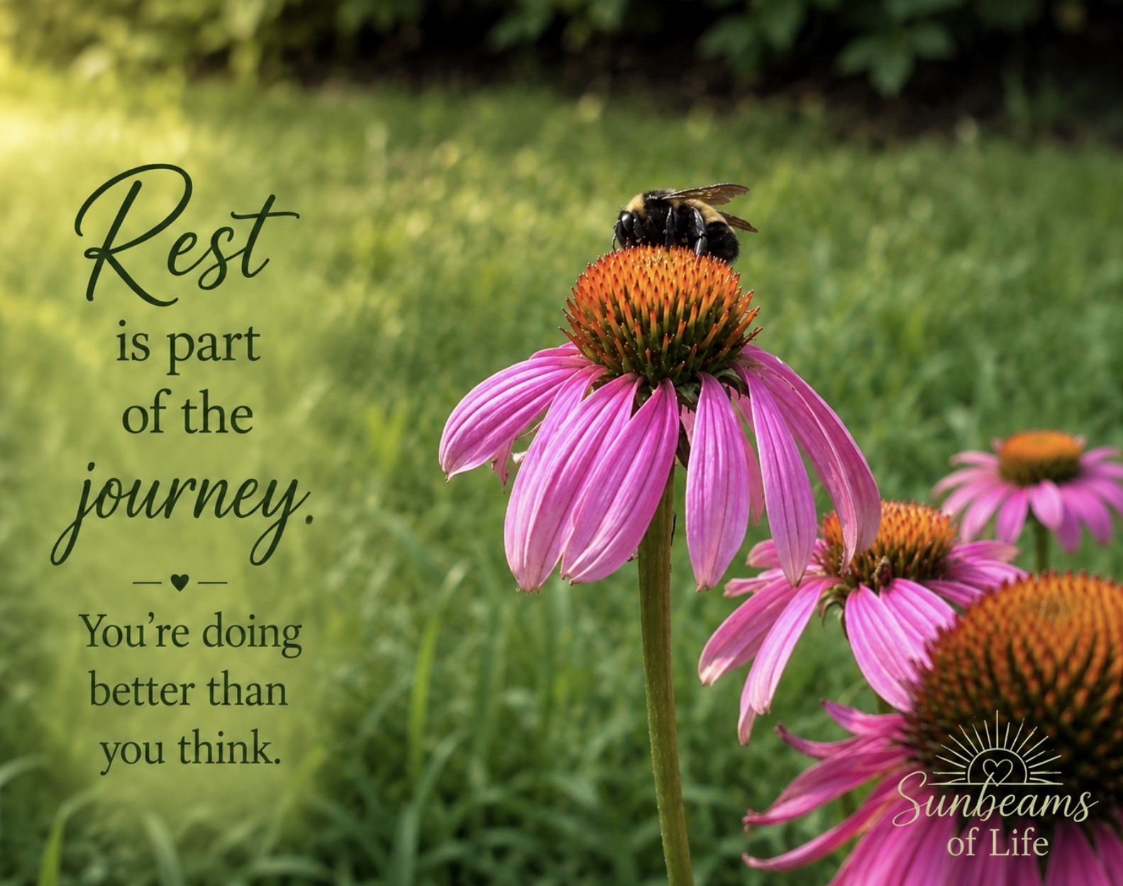 A coneflower with a bee at Chickapoo Farms, with the words Rest is part of the journey.