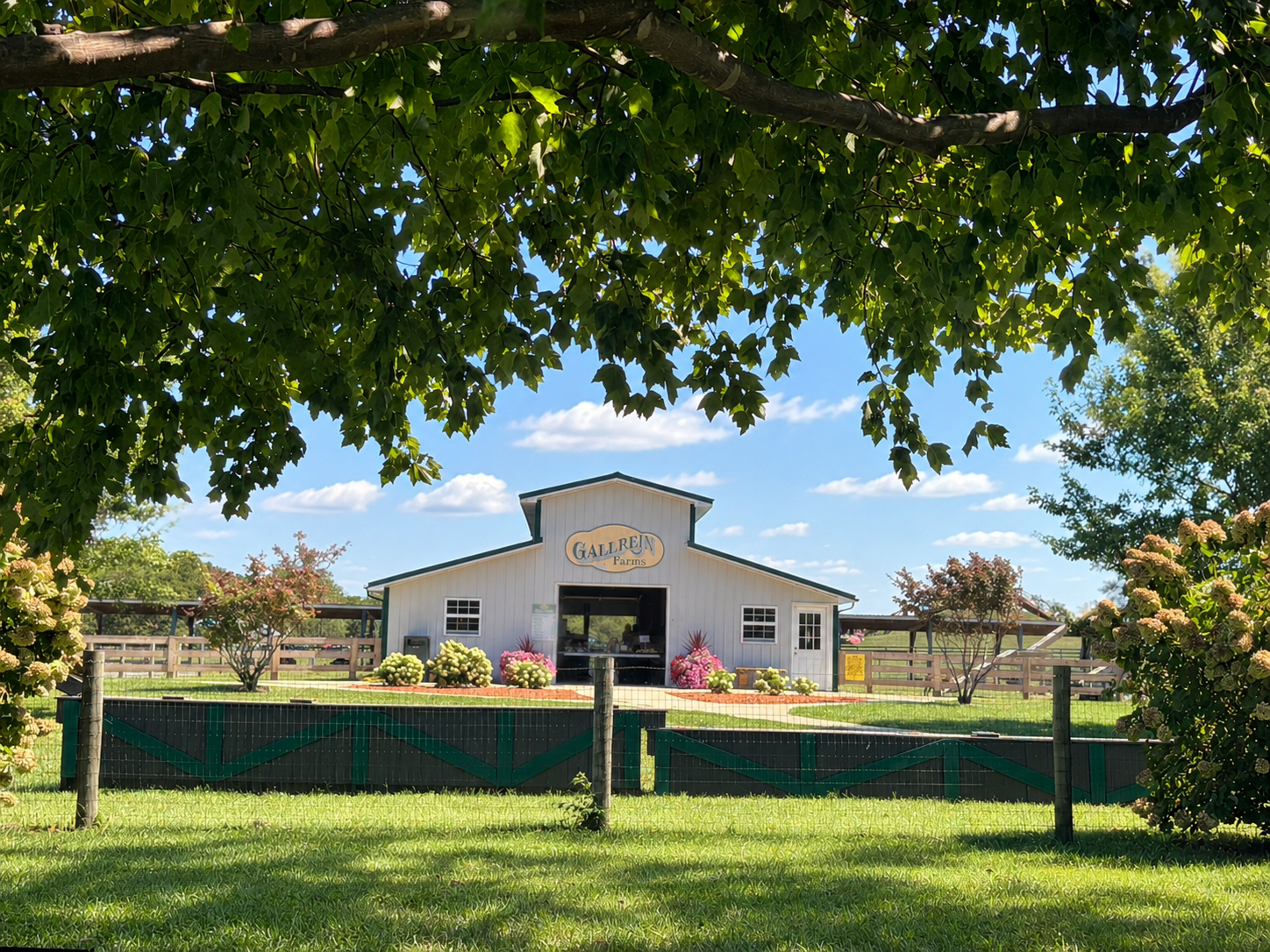 Gallrein Farms barn framed by a leafy tree canopy, flowers, fencing, and a bright blue sky.