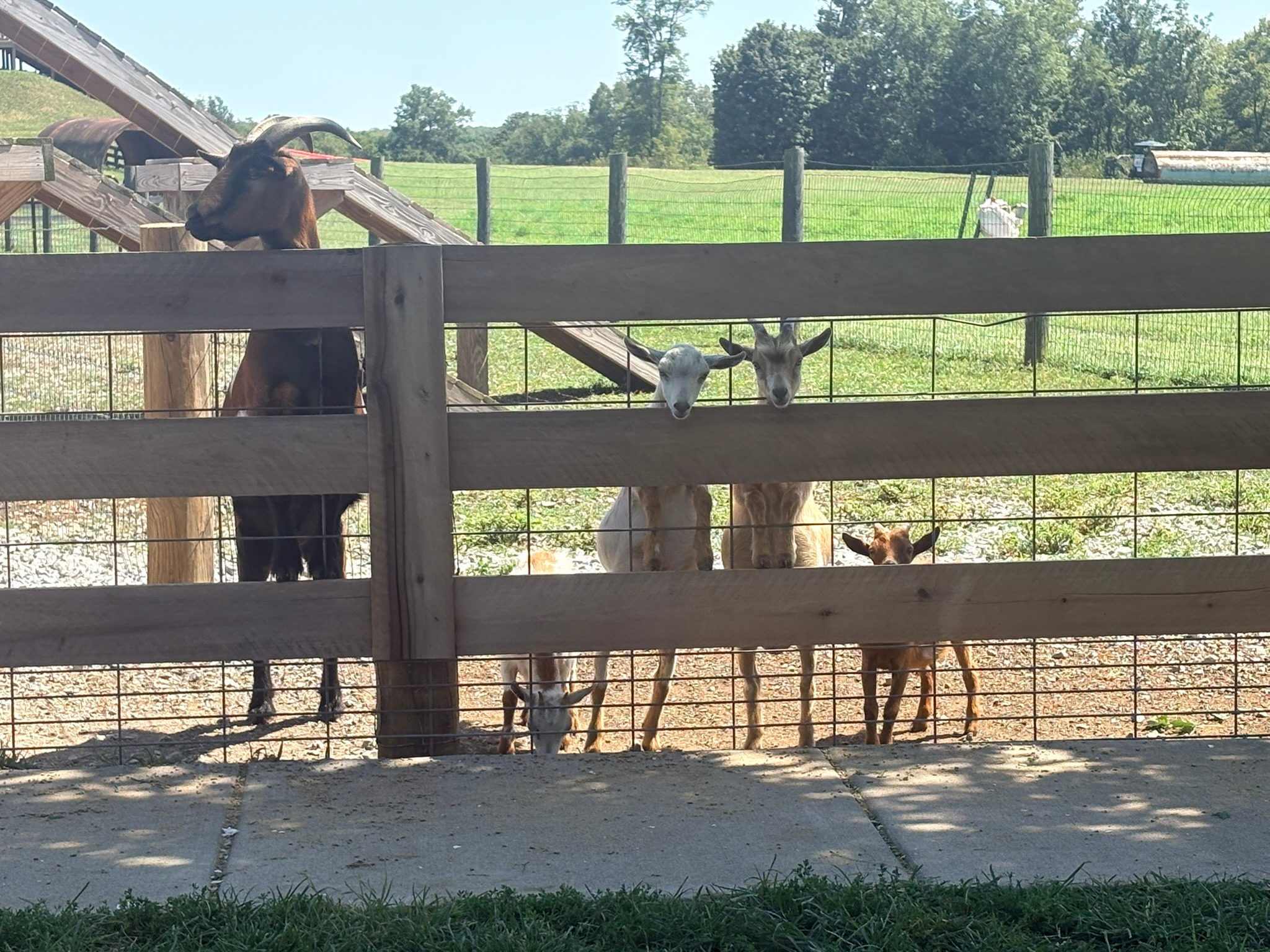 Curious goats looking through a wooden fence at Gallrein Farms.