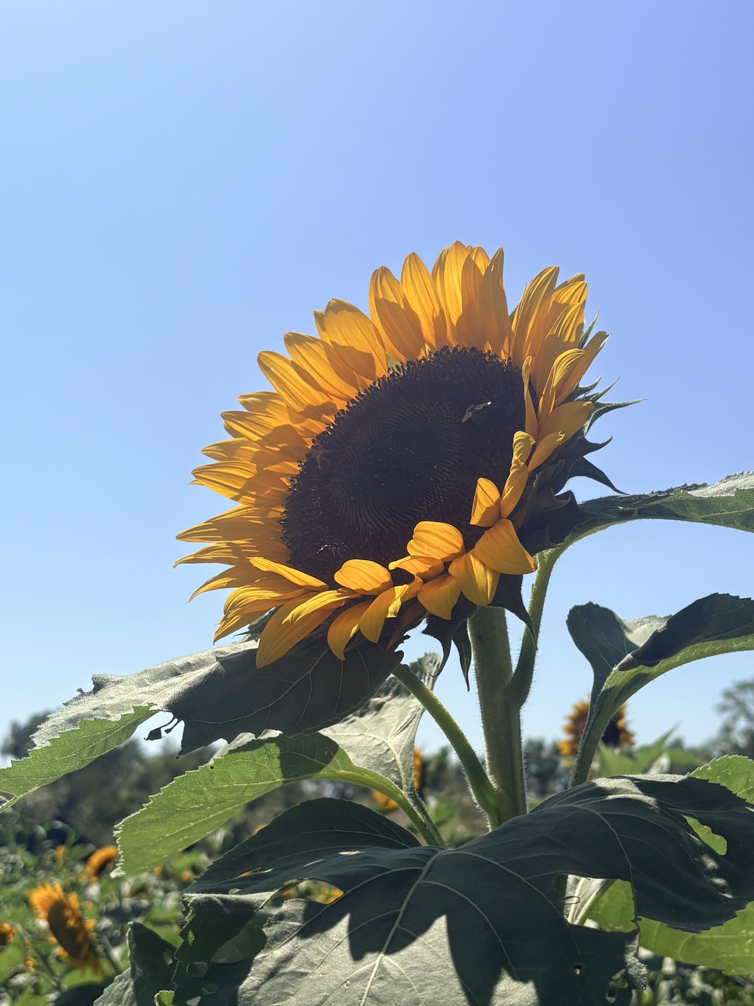 A backlit sunflower glowing against a clear blue sky at Gallrein Farms.