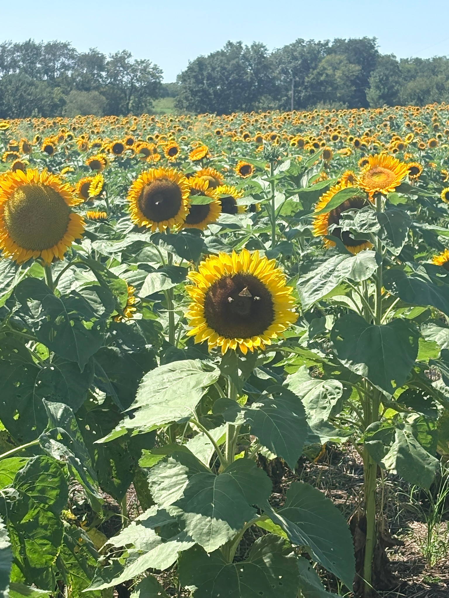 A wide field of blooming sunflowers stretching toward a tree-lined horizon.