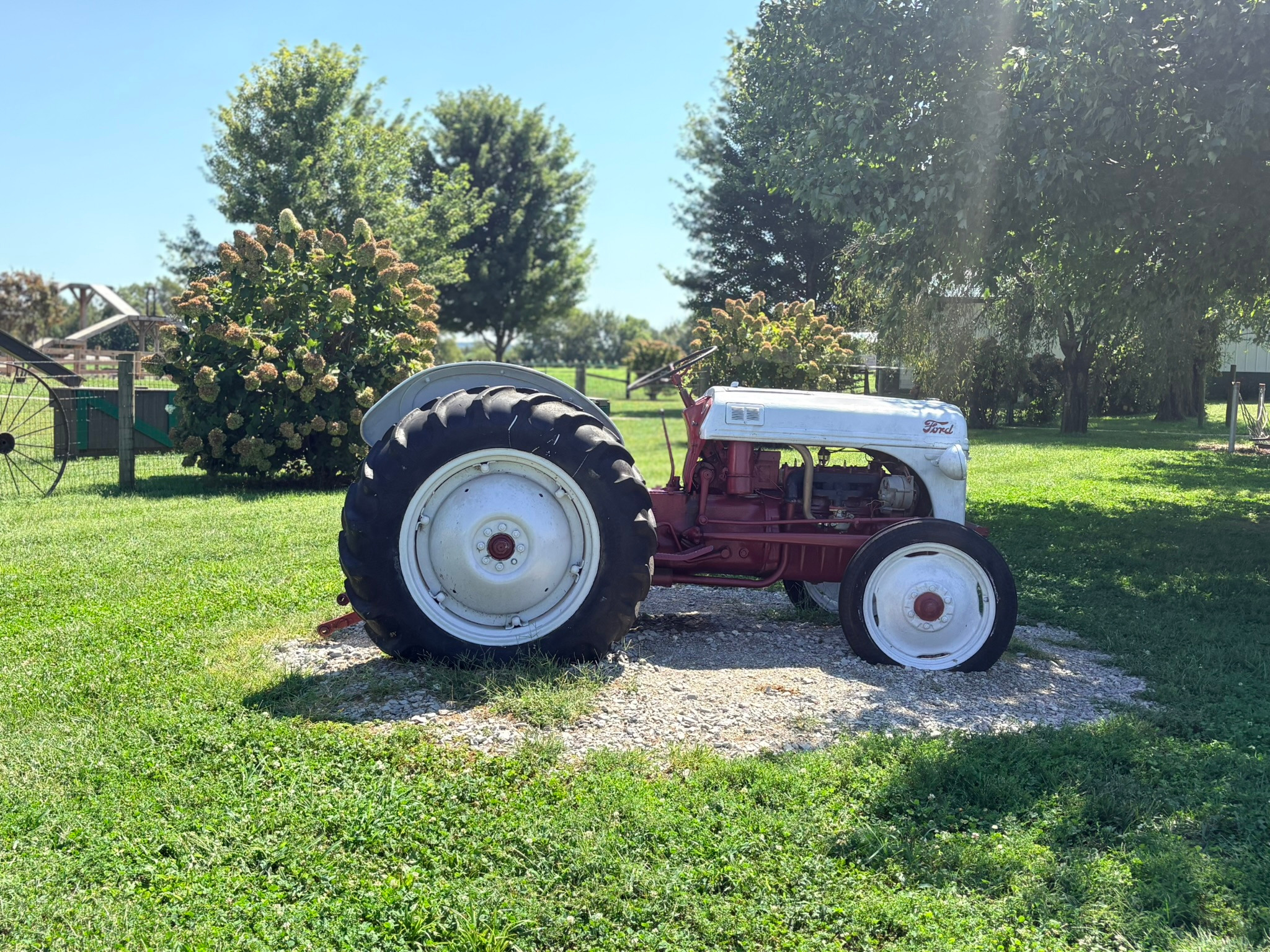 A vintage red and white Ford tractor resting on the grass at Gallrein Farms, with flowering shrubs behind it.