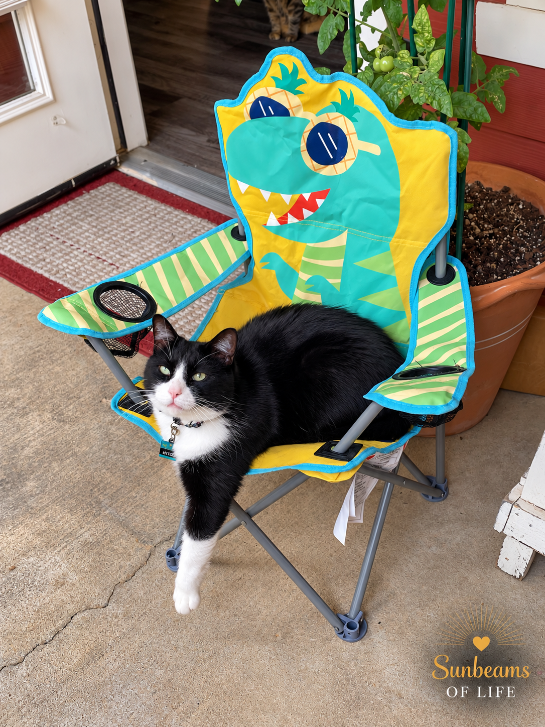 Hitch relaxing in a colorful chair on a porch six years after being adopted.