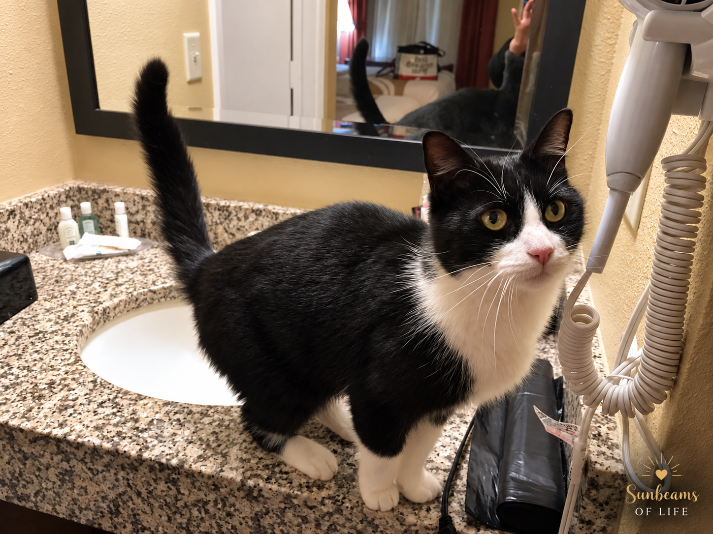 Hitch, a black-and-white tuxedo cat, standing on a motel bathroom counter in Calera, Alabama.
