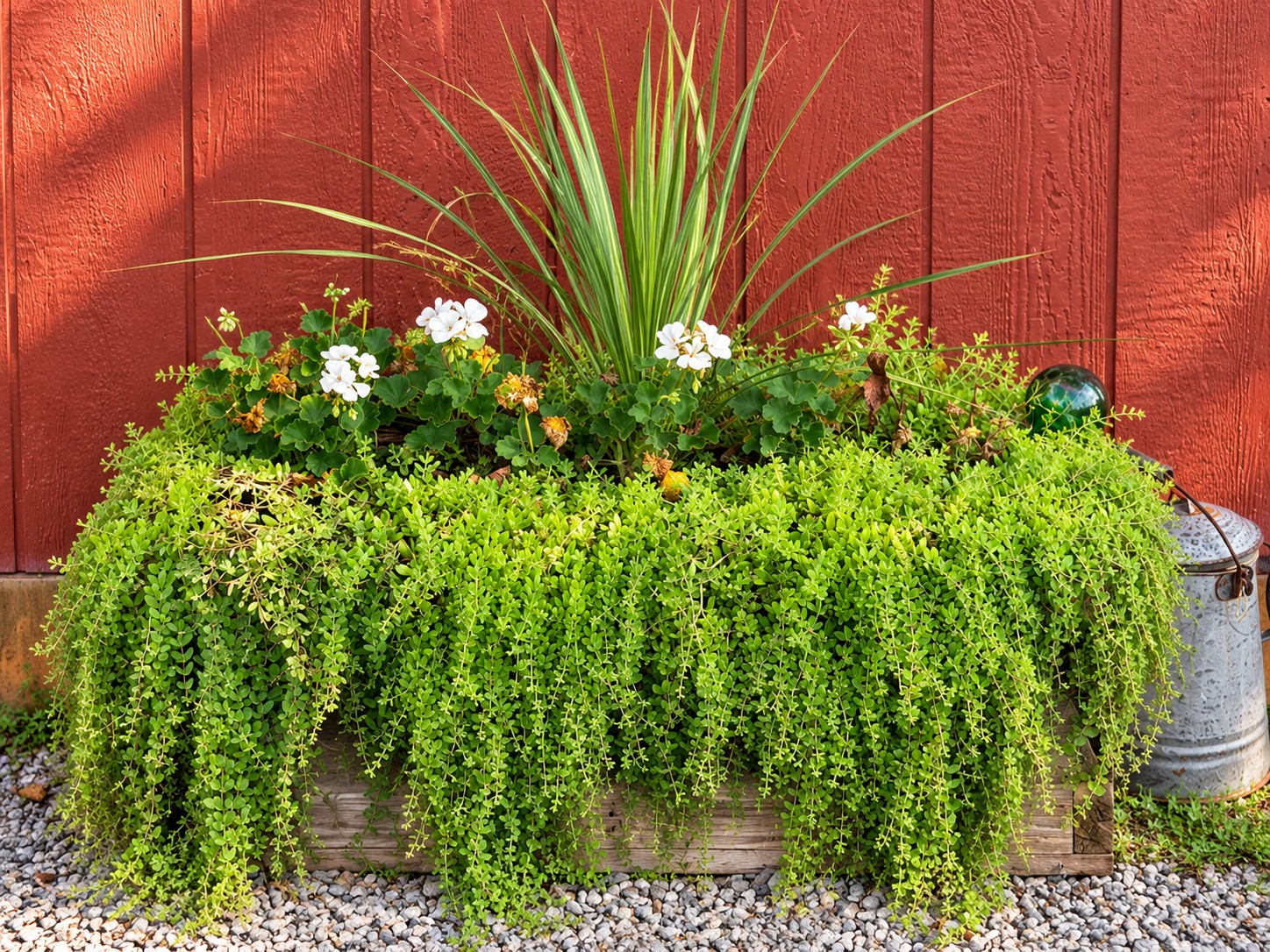 A lush overflowing planter of green plants and white flowers against a weathered red wall.