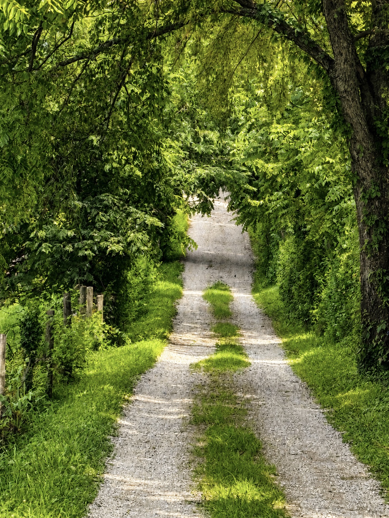 A small country road winding beneath a canopy of green trees.